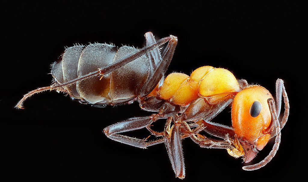 Ant Control service in Fayetteville, NC