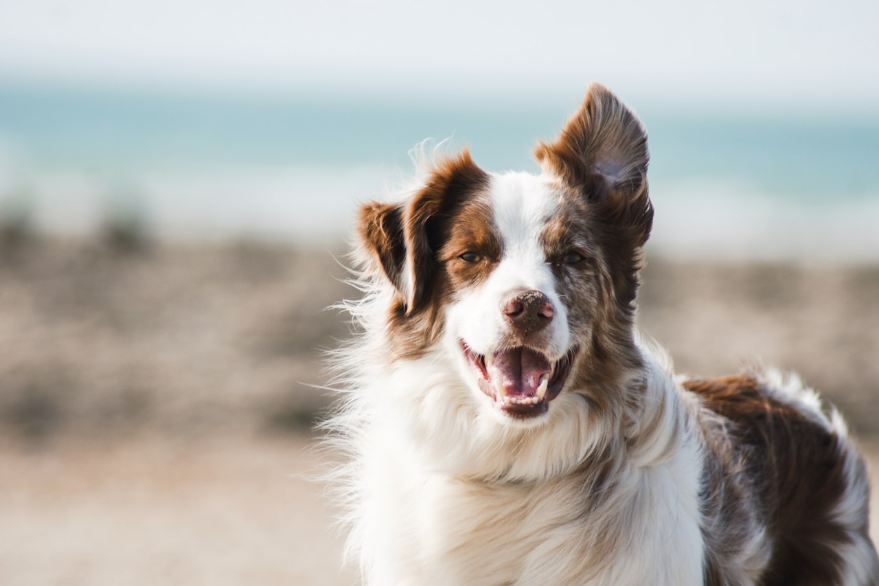 Flea & Tick Control service in Fayetteville, NC