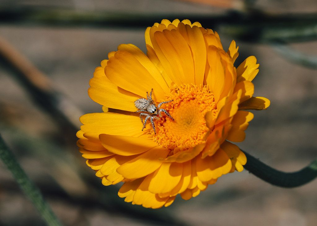 Spider Control service in Fayetteville, NC